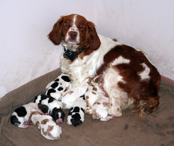 Sugarbabe and ten pups.